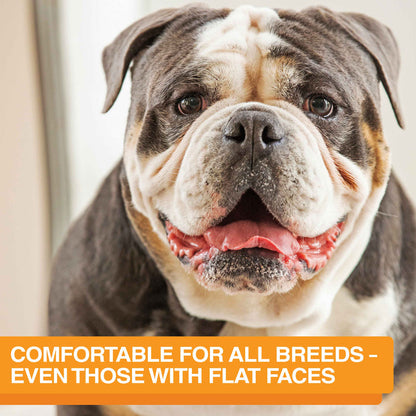 A picture of a Bulldog with the text "Niner is comfortable for flat faced breeds".