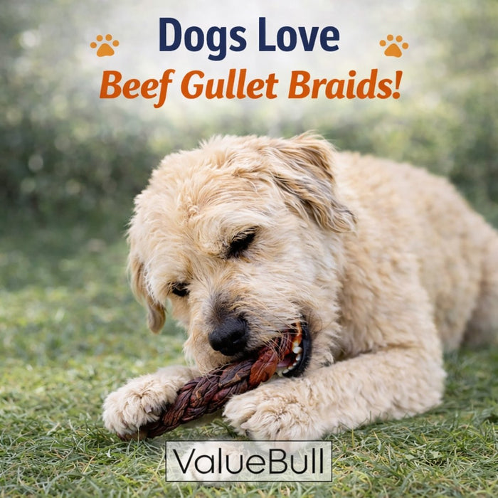 ValueBull Beef Jerky Gullet Braids for Dogs, Thick 6 Inch, 100 Count Bulk Pack - Gullet - 100 Braids