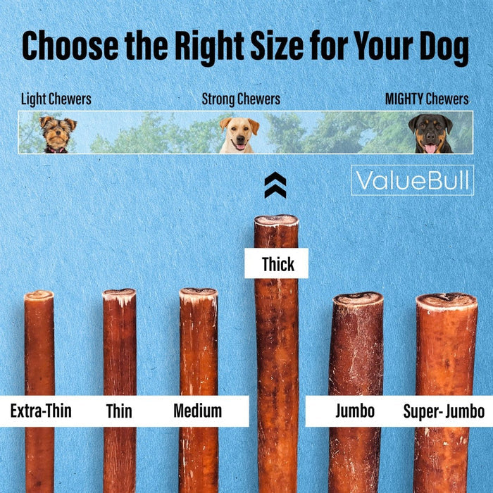ValueBull Bully Sticks for Large Dogs, Thick 6 Inch, 10 Count - Thick - 10 Sticks