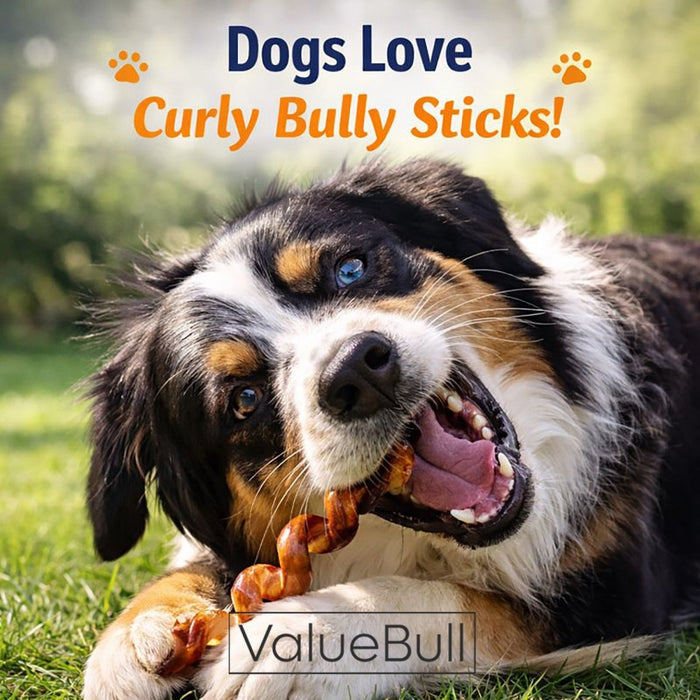 ValueBull Curly Bully Sticks for Dogs, 6-9 Inch, 10 Count - Spirals - 10 Sticks